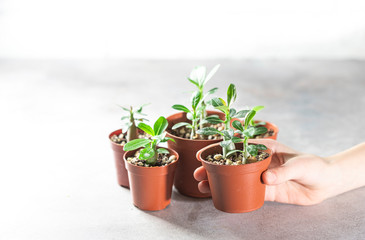 Planting new plants. Sprout Adenium plant from seed at home, gardening concept.