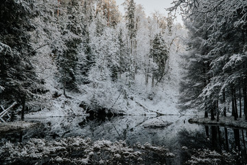 forest in winter