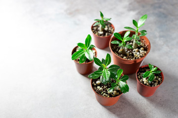 Planting new plants. Sprout Adenium plant from seed at home, gardening concept.