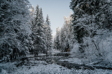 forest in winter