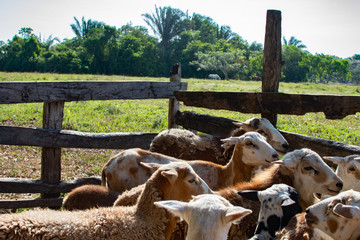 Goats flock in a pen