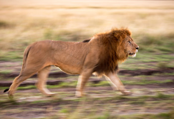 Panning techinique used to capture Lion  walking in the morning, Masai Mara