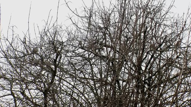 Gerne halten sich die Sperlinge im kahlen Gestr&uuml;pp des Schneeballstrauchs auf