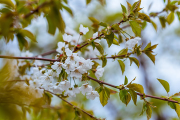 Flowering bird cherry trees.