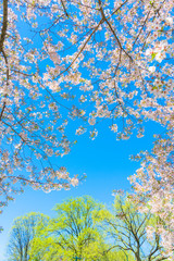 The sunlight illuminates the Cherry blossoms and fresh green trees from blue sky at Central Park New York City NY USA.