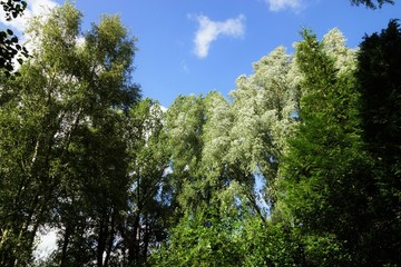  Rare giant trees under blue sky in summer 