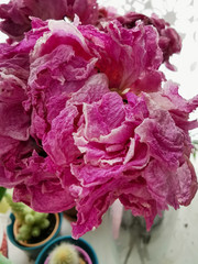 Obraz premium dry peony