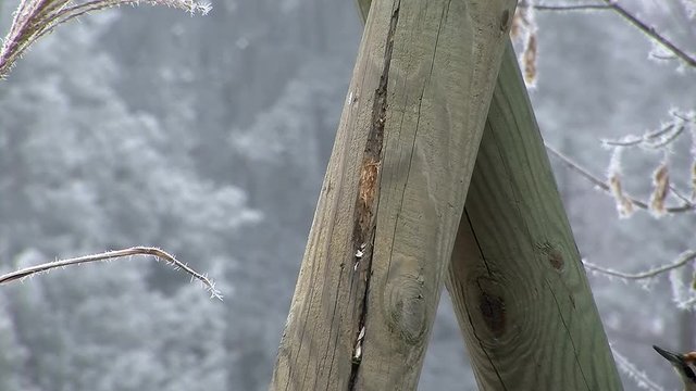 Ein Buntspecht an einem Rundholz (Originalton)