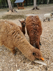 alpaca