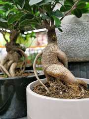 bonsai