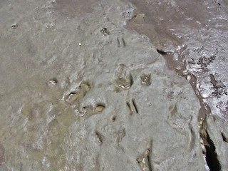 Fossilized footprints of humans over 20,000 years old