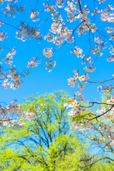 The sunlight illuminates the Cherry blossoms and fresh green trees from blue sky at Central Park New York City NY USA.