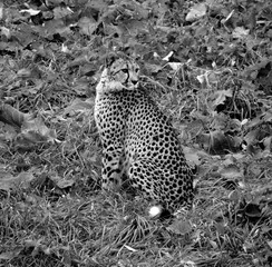 Cheetah is a large-sized feline inhabiting most of Africa and part of the Middle East. © Daniel Meunier