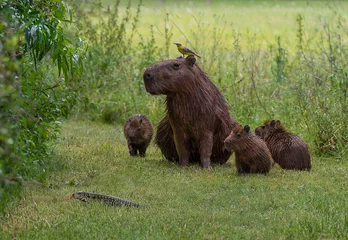Printed roller blinds Funny scene of capybara family and a bird staring at lizard crossing their path