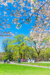 The sunlight illuminates the Cherry blossoms, fresh green trees, people and horse carriage on the road at Central Park New York City NY USA.