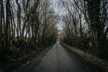 a lonely road with an overgrown roadside in trees
