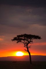 Fototapeta na wymiar Sunset at the Savannah, Masai Mara