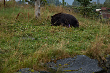 Alaska Brown Bear