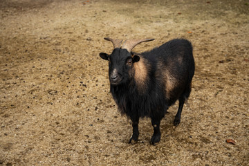 cute mountain goat smiling face expression wild animal portrait on a dirt ground environment