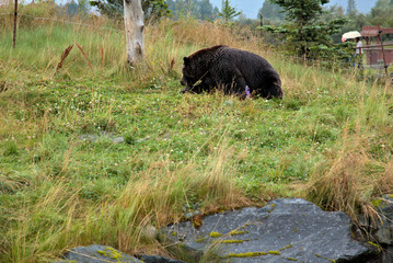 Alaska Brown Bear