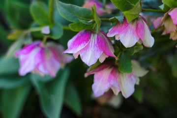 Beautiful hellebore in blossom full frame