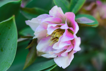 Beautiful hellebore in blossom full frame