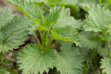 Beautiful nettle in the field full frame top view