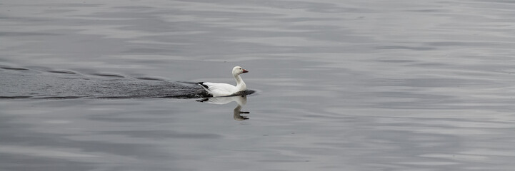 Fototapeta na wymiar Snow goose swimming on the Saint-Laurent gulf in Canada
