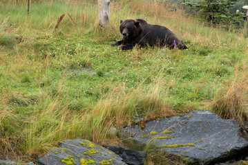 Alaska Brown Bear