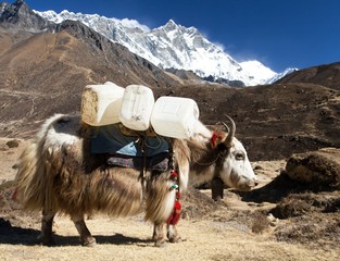 yak on the way to Everest base camp and mount lhotse