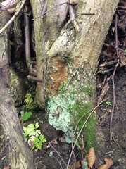 trunk of a tree