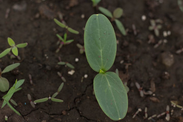  cucumber seedling in the greenhouse closeup