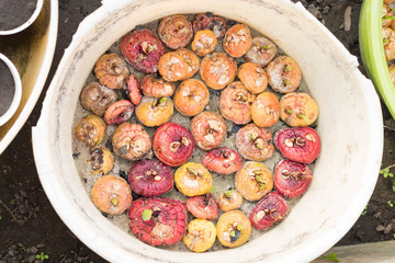 Sprouting bulbs gladiolus ready for planting full frame