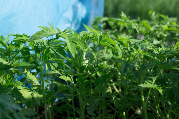 Sprouted tomato seeds in the greenhouse