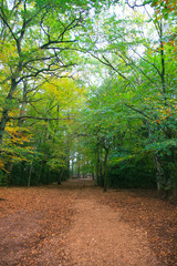 Through the trees