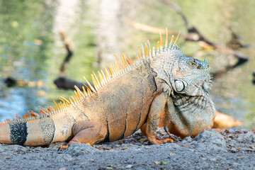 Common iguana, green iguana, striped iguana, sunbathing