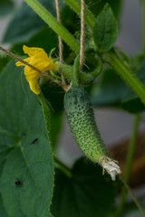Beautiful small cucumbers growing in the greenhouse country harvest blur bokeh background