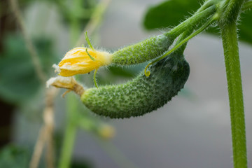 Beautiful small cucumbers growing in the greenhouse country harvest blur bokeh background