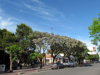 Tree-lined streets and buildings in the center of Monte Hermoso