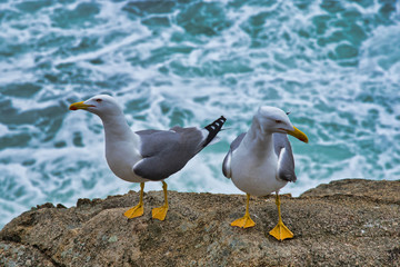 Gaviota - Dona Marinera - Lloret de Mar - Costa Brava - Cataslunya