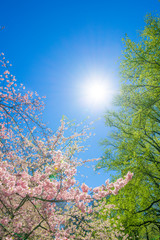The sunlight illuminates the Cherry blossoms and fresh green trees from blue sky at Central Park New York City NY USA.