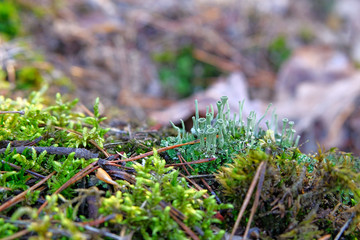 Moss grows in forest, green background of lush moss, selective focus. Sunlight. Spring Wildlife, closeup.