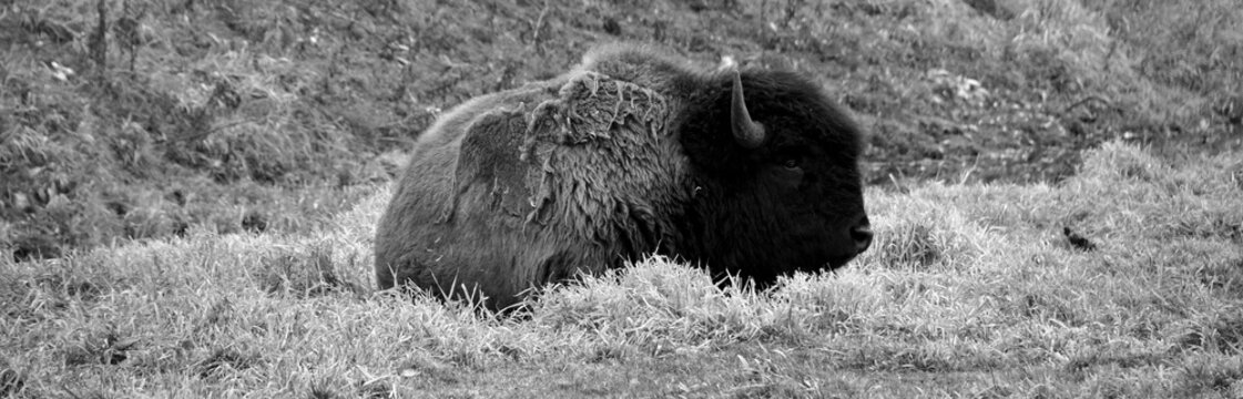 Bison are large, even-toed ungulates in the genus Bison within the subfamily Bovinae.