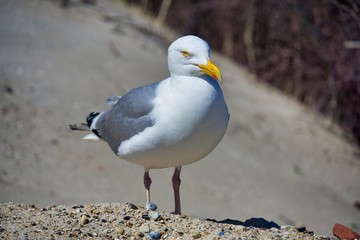 european herring gull on heligoland