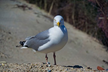 european herring gull on heligoland