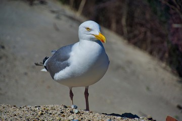 european herring gull on heligoland