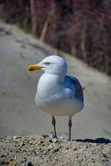 european herring gull on heligoland