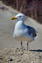 european herring gull on heligoland