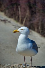 european herring gull on heligoland