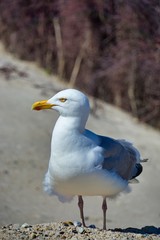 european herring gull on heligoland